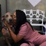 Imagem ilustrativa da empresa Affetus Clínica Veterinária em Brasília - DF