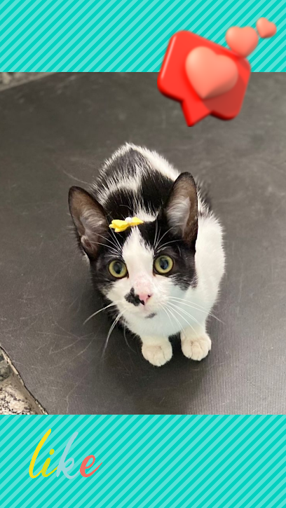 All Petz Vet e Pet - Veterinário em Uberlândia - MG