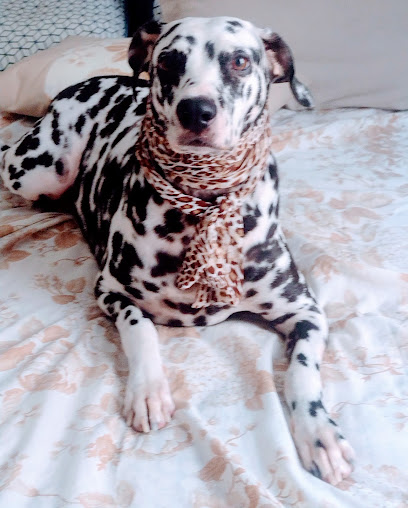 Animalle Clínica Veterinária em São Gonçalo - RJ