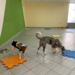 Imagem ilustrativa da empresa Bem Estar Animal Medicina Veterinária Integrativa em Rio de Janeiro - RJ