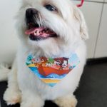Imagem ilustrativa da empresa Bicho Feliz - Veterinário em Santo André - SP