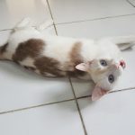 Imagem ilustrativa da empresa Cane Gatto - Veterinário em Manaus - AM