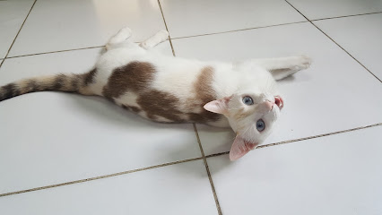 Cane Gatto - Veterinário em Manaus - AM