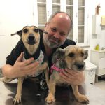 Imagem ilustrativa da empresa Canne & Gatto - Veterinário em Rio de Janeiro - RJ