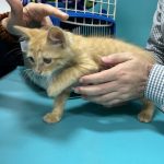 Imagem ilustrativa da empresa Catus - Clínica Veterinária Especializada em Gatos em Brasília - DF