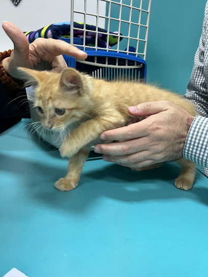 Catus - Clínica Veterinária Especializada em Gatos em Brasília - DF