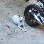 Imagem ilustrativa da empresa CAVEM Mutuá - Veterinária Municipal em São Gonçalo - RJ