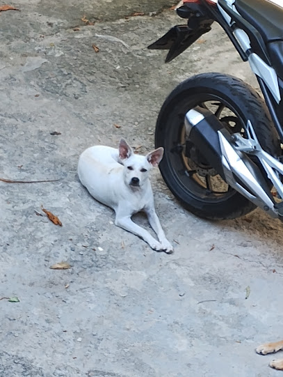 CAVEM Mutuá - Veterinária Municipal em São Gonçalo - RJ