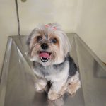 Imagem ilustrativa da empresa Cemev - Centro Médico Veterinário Patas e Pelos em Rio de Janeiro - RJ