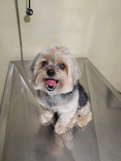 Cemev - Centro Médico Veterinário Patas e Pelos em Rio de Janeiro - RJ