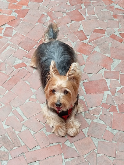 Central Pet Clínica Veterinária em São Gonçalo - RJ