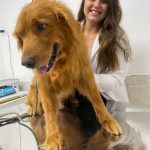 Imagem ilustrativa da empresa Centro Vet Clínica Veterinária e PetShop em São Gonçalo - RJ
