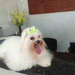 Imagem ilustrativa da empresa Centro Veterinário de Natal em Natal - RN