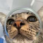 Imagem ilustrativa da empresa Cigavet - Veterinário em Rio de Janeiro - RJ