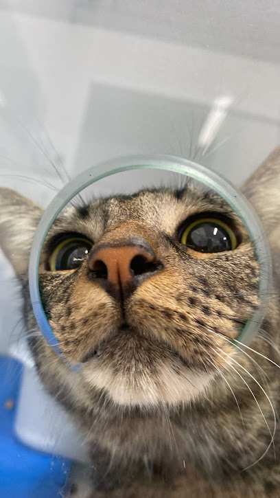 Cigavet - Veterinário em Rio de Janeiro - RJ