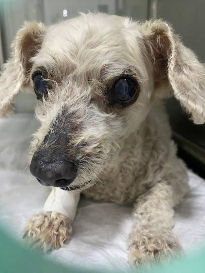 CLIMEV - Clínica Médica Veterinária 24 horas em Uberlândia - MG