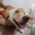 Imagem ilustrativa da empresa Clínica de medicina veterinária zona norte em Rio de Janeiro - RJ