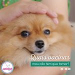 Imagem ilustrativa da empresa Clínica Veterinária Animal Help -Manaus - Pet Shop em Manaus - AM