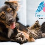 Imagem ilustrativa da empresa Clínica Veterinária Anjos de Patas em Rio de Janeiro - RJ