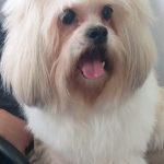 Imagem ilustrativa da empresa Clínica Veterinária Araucária em Santo André - SP