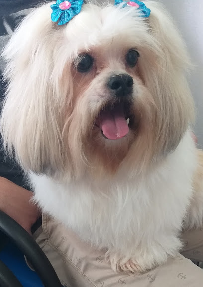 Clínica Veterinária Araucária em Santo André - SP
