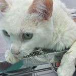 Imagem ilustrativa da empresa Clínica Veterinária Bendito Bicho - Bonsucesso em Rio de Janeiro - RJ