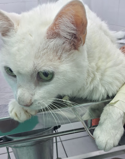 Clínica Veterinária Bendito Bicho - Bonsucesso em Rio de Janeiro - RJ