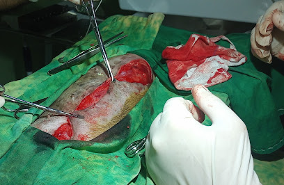 Clínica Veterinária Caninos em Natal - RN