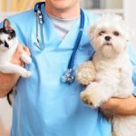 Imagem ilustrativa da empresa CLÍNICA VETERINÁRIA DOG JR em Manaus - AM