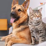 Imagem ilustrativa da empresa Clínica Veterinária Dona Mariana em Rio de Janeiro - RJ