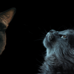 Imagem ilustrativa da empresa Clínica Veterinária e Pet Shop São Bernardo em Ribeirão Preto - SP