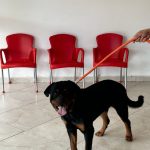 Imagem ilustrativa da empresa Clínica Veterinária - Grupo Estimacão - Unidade Santa Julia em São José dos Campos - SP