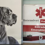 Imagem ilustrativa da empresa Clinica Veterinária Intensivet em Brasília - DF