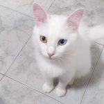 Imagem ilustrativa da empresa Clínica Veterinária Jardim Oceânico em Rio de Janeiro - RJ