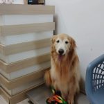 Imagem ilustrativa da empresa Clínica Veterinária Natural Patas em São José dos Campos - SP