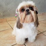 Imagem ilustrativa da empresa Clínica Veterinária Paris Pet em Uberlândia - MG