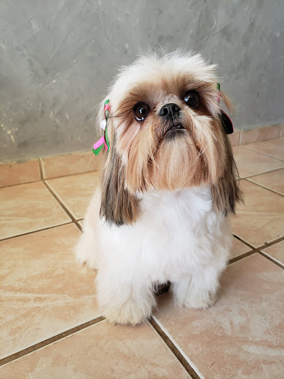 Clínica Veterinária Paris Pet em Uberlândia - MG
