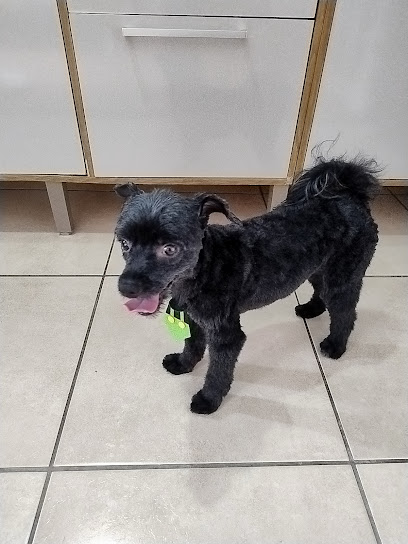 Clínica Veterinária & Petshop Apaixonados Por Quatro Patas - Unidade Del Castilho em Rio de Janeiro - RJ