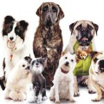 Imagem ilustrativa da empresa Clínica Veterinária Planet Dog CRV em Brasília - DF