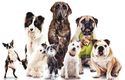 Clínica Veterinária Planet Dog CRV em Brasília - DF