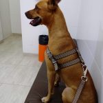 Imagem ilustrativa da empresa Clínica Veterinária Protecão em Santo André - SP