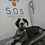 Imagem ilustrativa da empresa Clínica veterinária S.O.S saúde animal em Manaus - AM