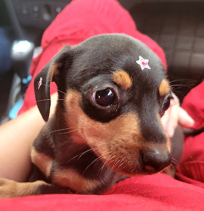 Clínica Veterinária VetNorte em Brasília - DF
