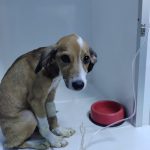 Imagem ilustrativa da empresa CLÍNICA VETERINÁRIA VIDAS PET em Manaus - AM