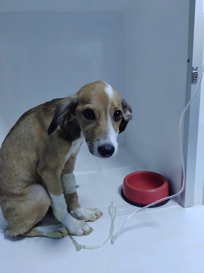 CLÍNICA VETERINÁRIA VIDAS PET em Manaus - AM