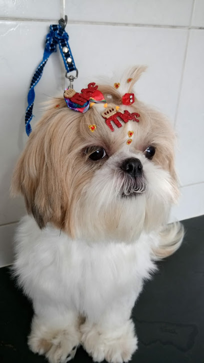 Clínica veterinária&petshop animal rei em Santo André - SP