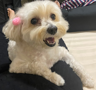 Clinicat & Dogs - Veterinário em Brasília - DF