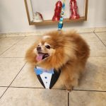 Imagem ilustrativa da empresa Clinpety Banho e tosa + Consulta veterinária em São Bernardo do Campo - SP