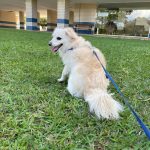 Imagem ilustrativa da empresa Criapet Pet Shop e Clínica Veterinária no Lago Sul em Brasília - DF