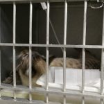 Imagem ilustrativa da empresa CVAS Centro Veterinario Asa Sul em Brasília - DF